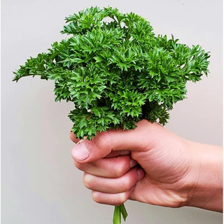 เมล็ดพันธุ์ พาสลีย์ใบหงิก Moss Curled Parsley Seed บรรจุ 500 เมล็ด คุณภาพดี ของแท้ 100%