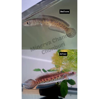 อาหารปลา Finy Pellet เร่งครีบสำหรับปลาสายน้ำเย็น นำเข้าจากเวียดนาม