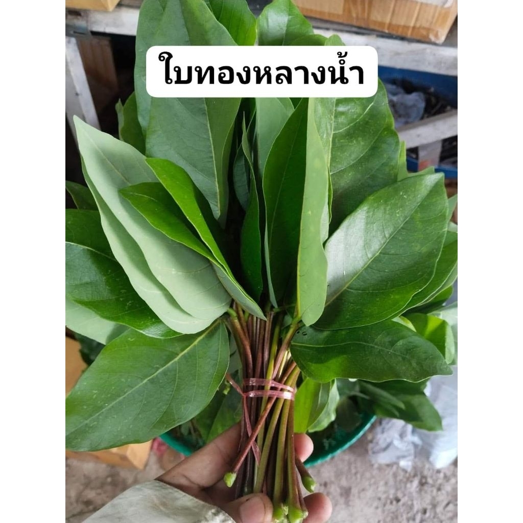 ทองหลางน้ำ(ก้านแดง) ขายใบสดใบแก่ 1กิโลกรัม100บาท(สำหรับทำยาหรือวิจัย)