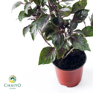 ต้น เบซิล ดาร์ค โอปอล โหระพาใบม่วง ออร์แกนิค Basil Purple Dark Opal (Organic) กระถาง 4 นิ้ว และ 6 นิ้ว