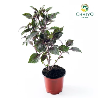 ต้น เบซิล ดาร์ค โอปอล โหระพาใบม่วง ออร์แกนิค Basil Purple Dark Opal (Organic) กระถาง 4 นิ้ว และ 6 นิ้ว