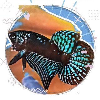 ภาพการ์ตูน ปลากัดเอเลี่ยนซามูไร ทักสอบถามได้ครับ