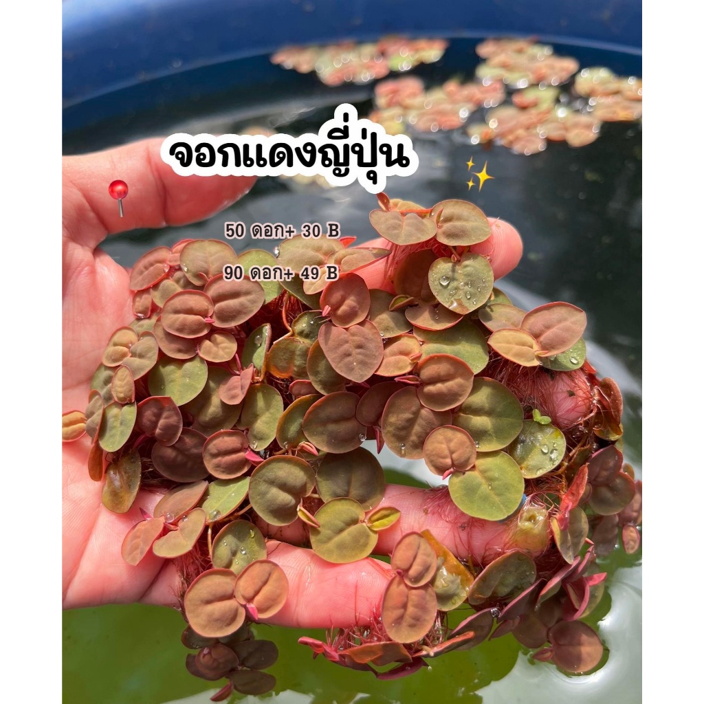 จอกแดงญี่ปุ่น 50 ดอก++ 🌸🌸🌸🌸