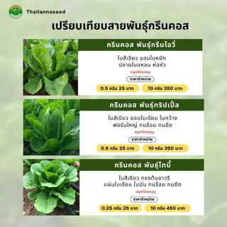 เมล็ดพันธุ์ผักสลัด กรีนคอส พันธุ์โทบี้ ( ขนาด 0.25 กรัม ) ( เมล็ดเคลือบ ) รหัสสินค้า SSC 1018