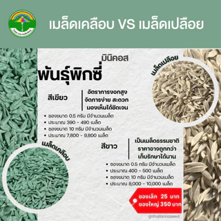 เมล็ดพันธุ์ผักสลัด มินิคอส พันธุ์พิกซี่ ( ขนาด 0.5 กรัม ) ( เมล็ดเคลือบ ) รหัสสินค้า SSC 1021
