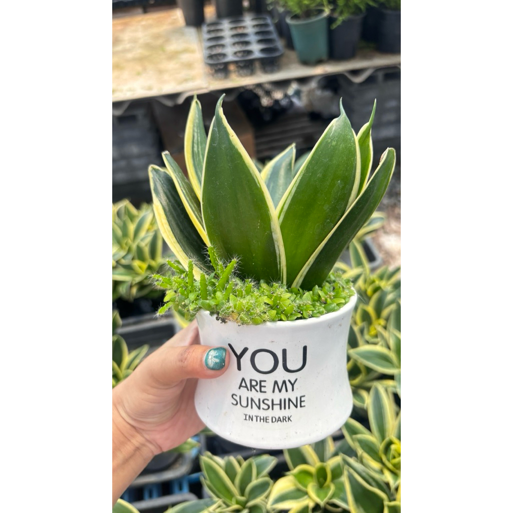 #ลิ้นมังกรแคระขอบทอง (Sansevieria trifasciata 'Hahnii')ในกระถางเซรามิก ขนาด4นิ้ว