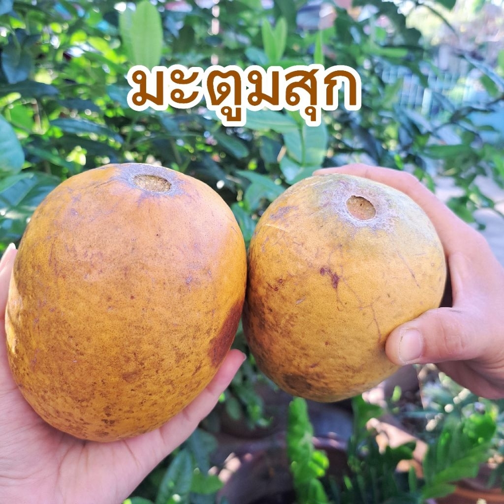 ✅พร้อมส่ง ลูกมะตูมสุก