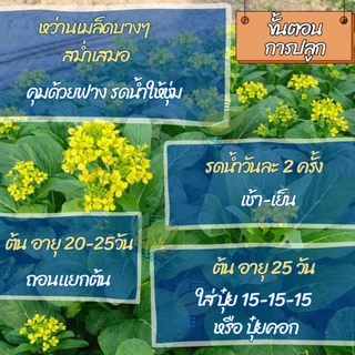 เมล็ดพันธุ์ กวางตุ้งดอก 28/2 ตราลูกโลก ( 400 กรัม )