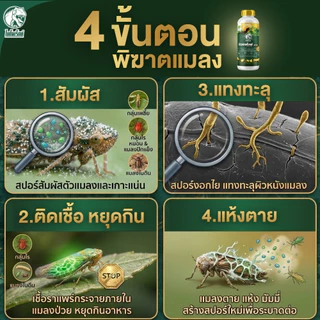 ยาฆ่าเพลี้ยไก่แจ้ ป้องกันใบหงิก ใบงอ แมลงดูดน้ำเลี้ยง บิวทาเร็กซ์แม็กซ์น้ำ รวม 2 สูตรในขวด เชื้อบิวเวอร์เรีย เมธาไรเซียม