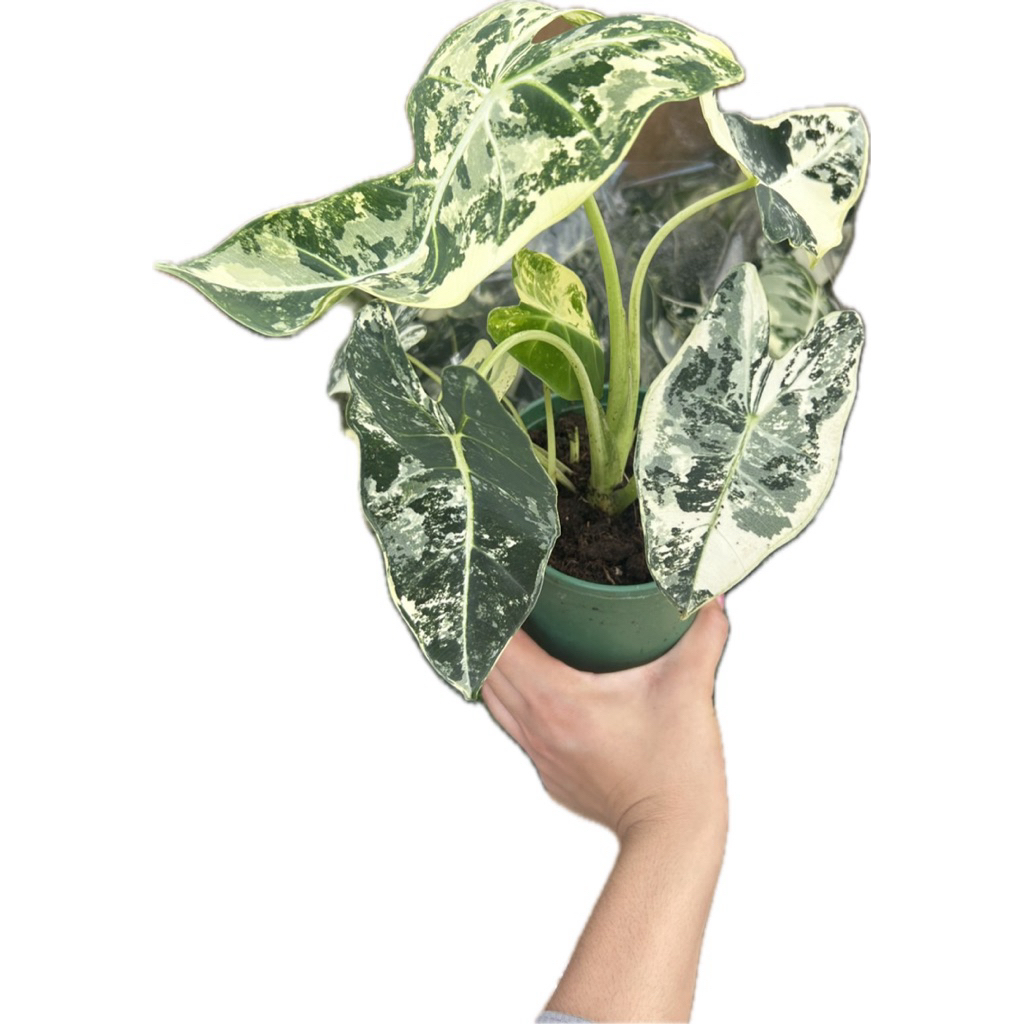 🌱🌱 Alocasia Frydek Variegated 🍀 ฟรายเด็กด่าง ต้นนี้ด่างสวย ด่างดีมากๆ เป็นอโลคาเซียที่ต้องมีอีกต้นนึงค่ะ #frydek