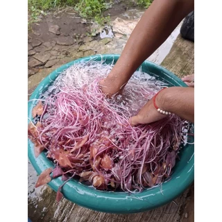 จัดโปร เหง้าบัวแดง บัวกินสาย บรรจุ 3 กิโล พันธุ์บัวแดงคละไซส์คัดคุณภาพ