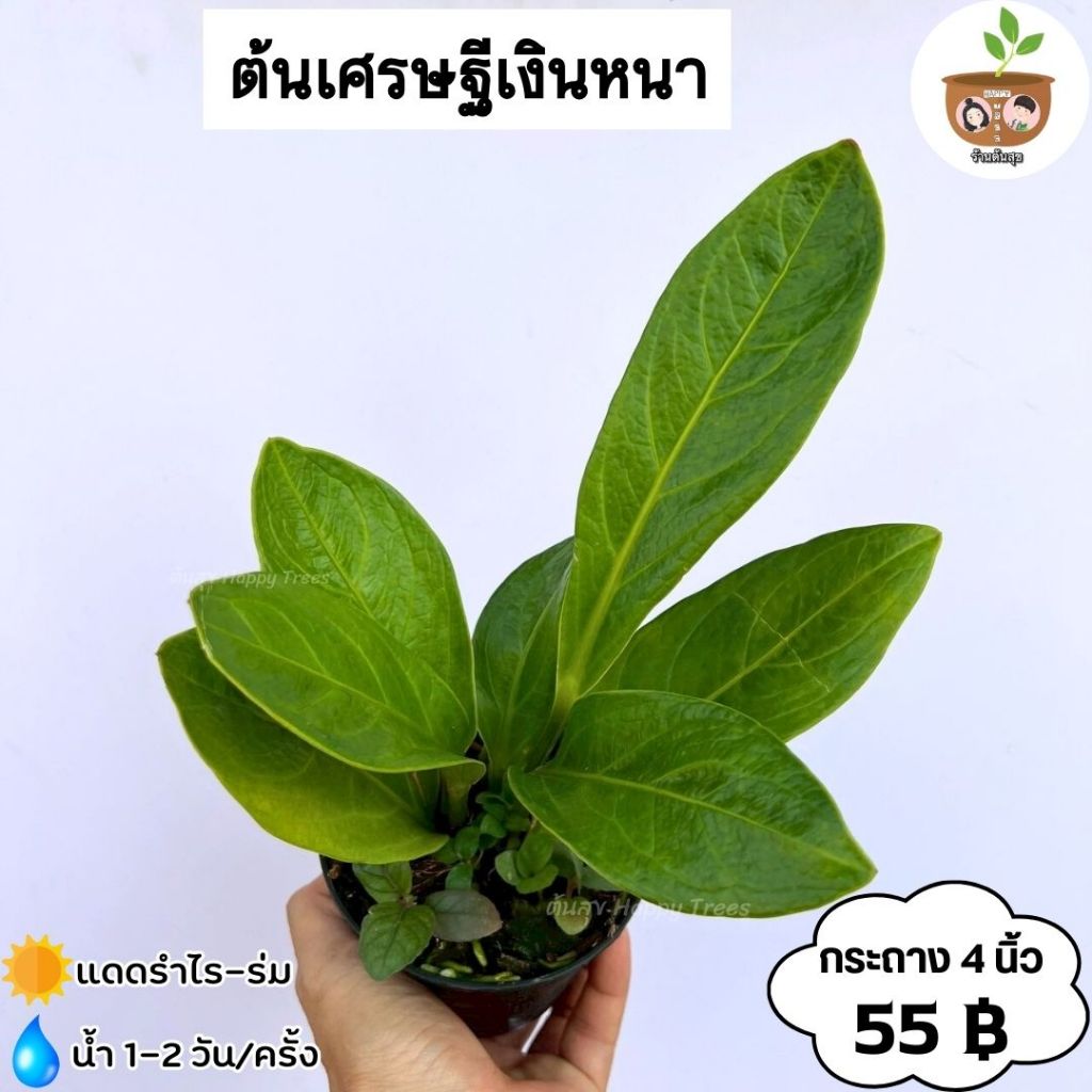 ต้นเศรษฐีเงินหนา จัดส่ง 2 ต้นขึ้นไป คละแบบได้