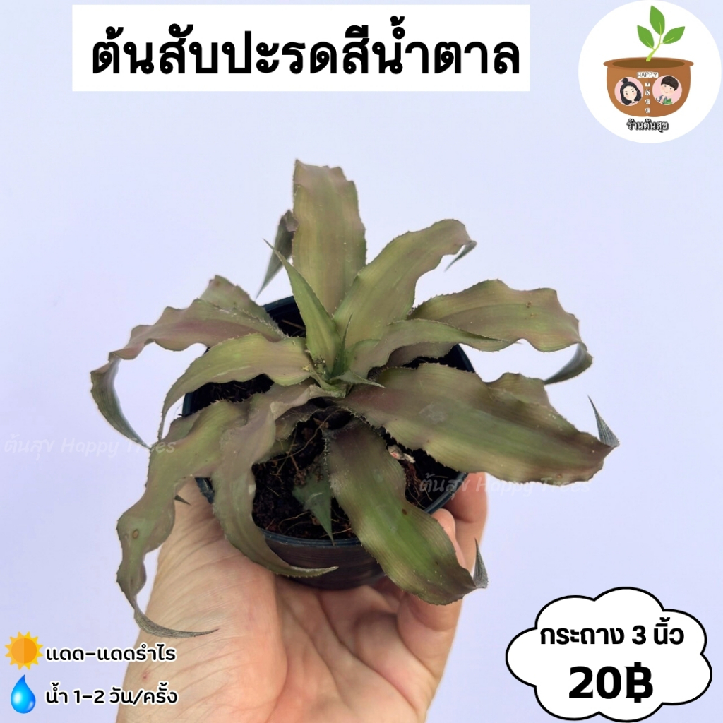 ต้นสับปะรดสีแดง กระถาง 3 นิ้ว จัดส่ง 2 ต้นขึ้นไป คละกับต้นอื่นได