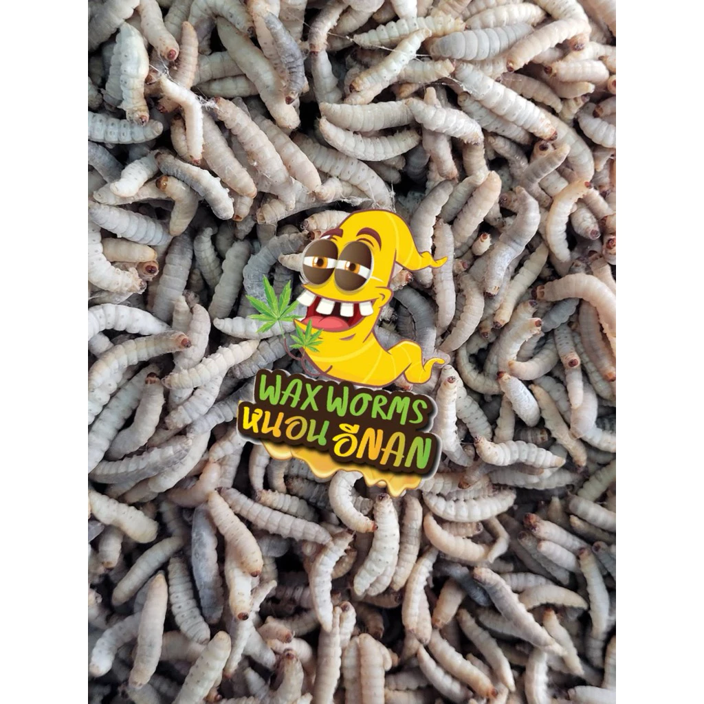 แช่แข็ง ต้ม Waxworms หนอนเเว็กซ์(แช่แข็ง) อาหารชูก้าร์ไกลเดอร์ กระรอก แฮมเตอร์ ลิง เมียแคท เม่นแคระ