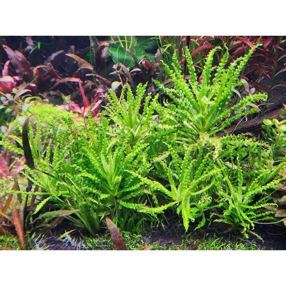 ต้นดาวน้อยเขียว Pogostemon helferi