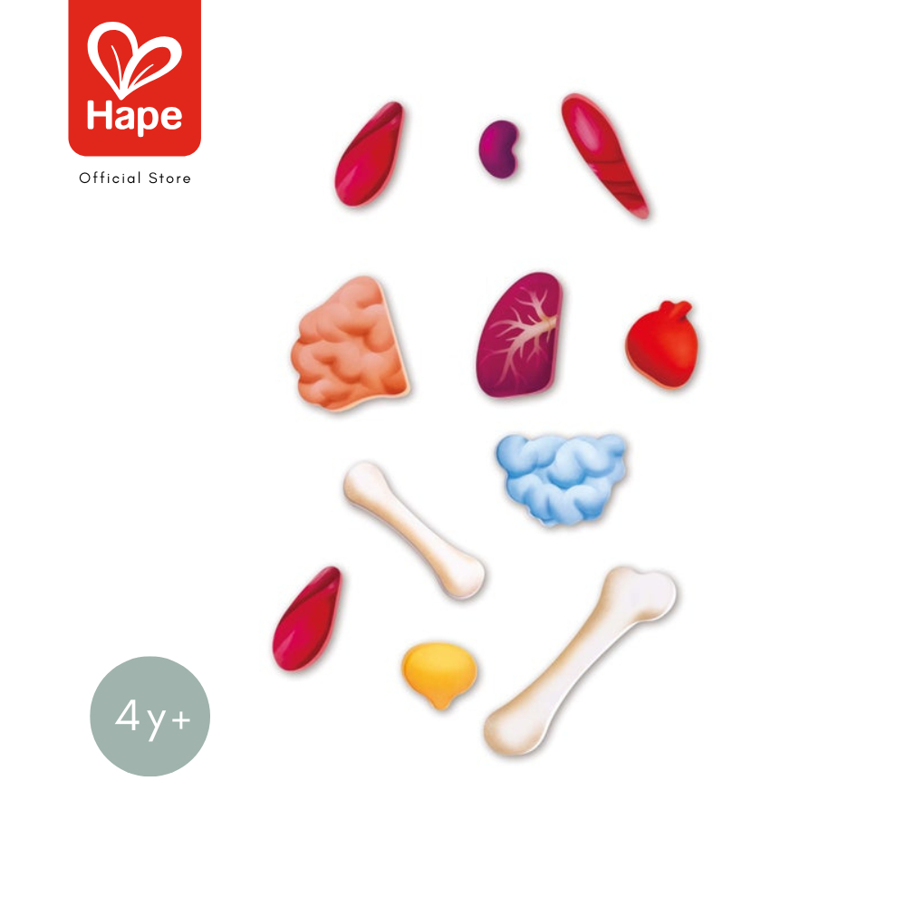 Hape Human Body Puzzle	จิ๊กซอว์ อะไรในร่างกายหนู ยาว 1m เท่าขนาดคน	4Y+ รูปที่ 6