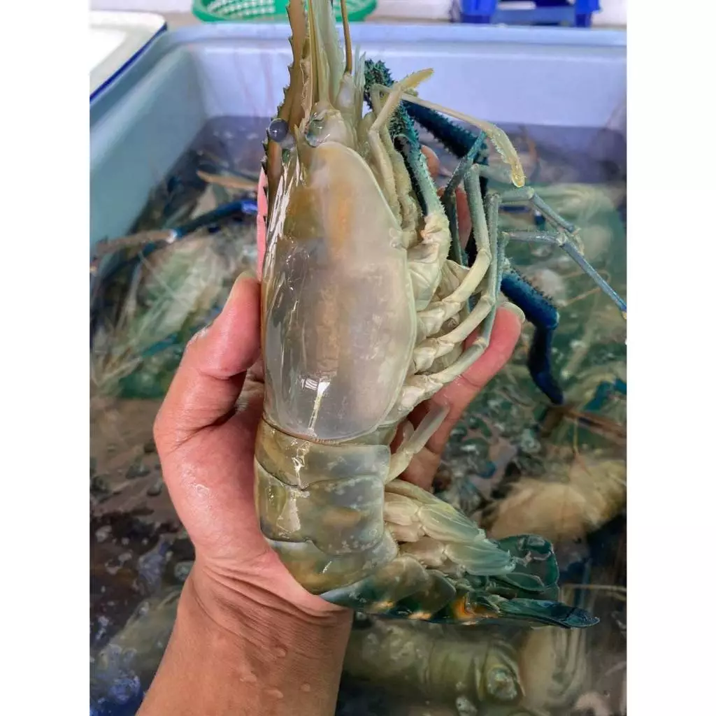 🦐 กุ้งแม่น้ำไซส์จัมโป้ 4-7ตัวโล กุ้งตัวใหญ่ๆ 1แพ็คมี3-5ตัว น้ำหนัก1กิโลกรัมน้ำหนักอาจหายนะครับกุ้งสดๆและนำไปแช็ง