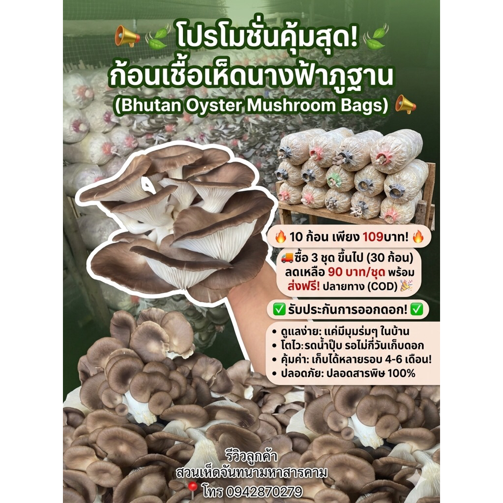 ก้อนเชื้อเห็ดนางฟ้าภูฐาน10ก้อนพร้อมคู่มือการเพาะ รับประกันการออกดอก