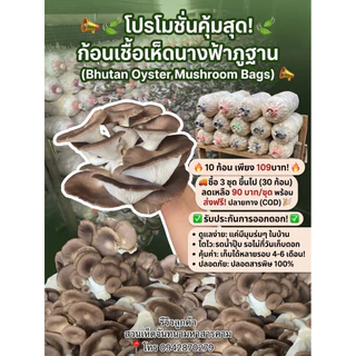 ก้อนเชื้อเห็ดนางฟ้าภูฐาน10ก้อนพร้อมคู่มือการเพาะ รับประกันการออกดอก