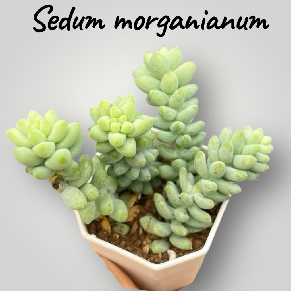 Sedum morganianum (รวงข้าว) กุหลาบหินไม้อวบนำ้ น่ารักๆ กระถาง 2 นิ้ว