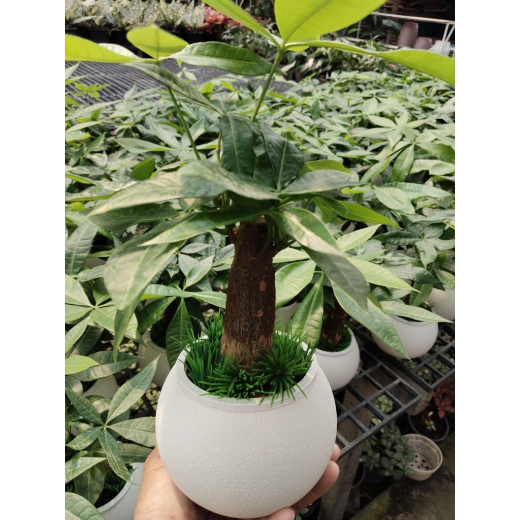 ต้นศุภโชค ไม้มงคล Pachira aquatica ในกระถางสวยงามพร้อมวางโชว์