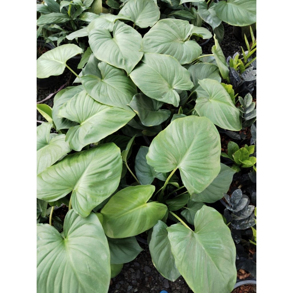 เสน่ห์จันทร์เขียว Homalomena sp. ไม้มงคลว่านเสน่ห์แรงผู้ปลูกจะมีเสน่ห์เมตตา