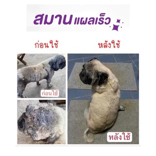 PitPat(หมอไทยทำเอง) บาล์มนาโน แผลแห้งไว Nano Balm ครีมทาแผล สัตว์เลี้ยงทุกชนิด แผลสด ฆ่าเชื้อแบคทีเรีย ลดอักเสบ บาล์มสมุ