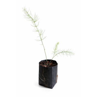 ต้นกล้าหน่อไม้ฝรั่ง 2-4 เดือน