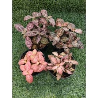 ต้นพรมออสเตรเลียแดงลายชมพู(Fittonia) ไม้ในกระถาง3"
