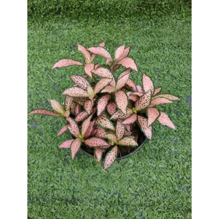 ต้นพรมออสเตรเลียแดงลายชมพู(Fittonia) ไม้ในกระถาง3"