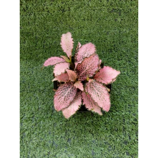 ต้นพรมออสเตรเลียแดงลายชมพู(Fittonia) ไม้ในกระถาง3"