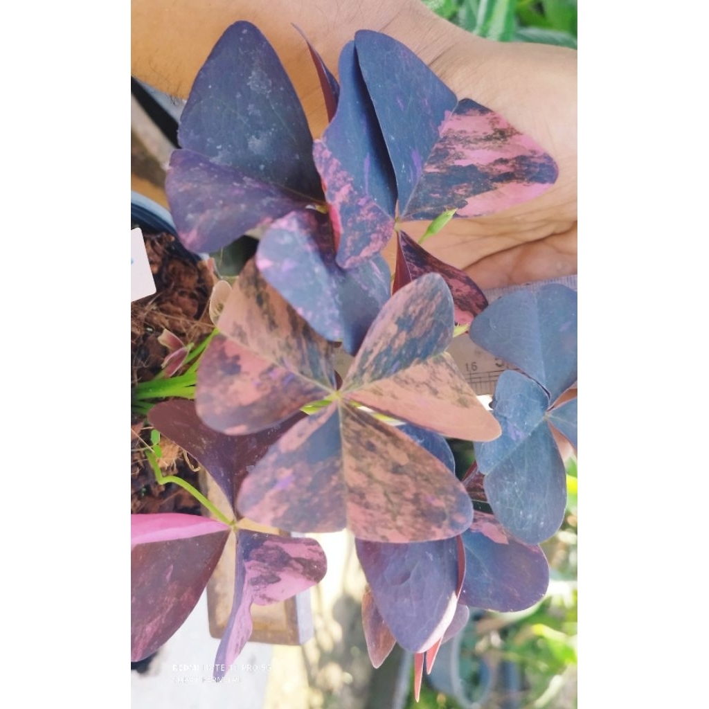 ผีเสื้อราตรีด่าง Oxalis Triangularis Variegated ลายด่างสวย ไม้สะสม ฟอร์มหายาก
