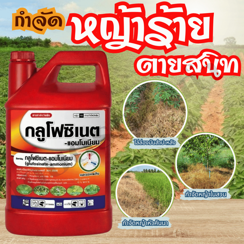 กลูโฟซิเนต(มดจอมพลัง)4ลิตร ยาฆ่าหญ้า กำจัดหญ้าทุกชนิด ฉีดไล่ร่องมันสำปะหลัง อ้อย หัวคันนา ในสวน ยาง  ปลอดภัยต่อพืชปลูก