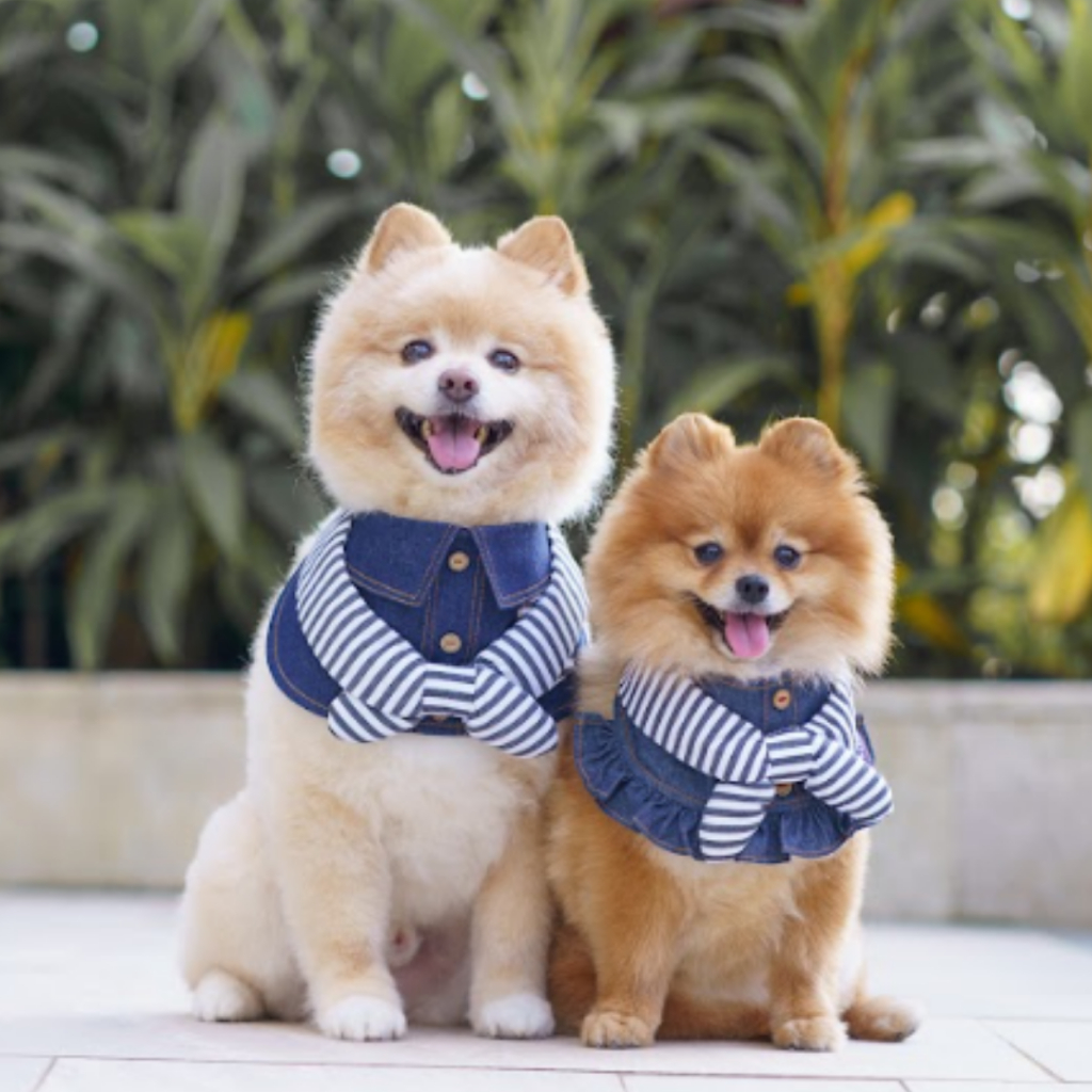 Momoji Pet Bib - Denim & Stripes ชุดสุนัข ชุดแมว ชุดสัตว์เลี้ยง ผ้าพันคอสุนัข ชุดยีนสุนัขแมวชายหญิง