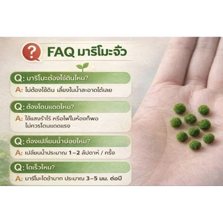marimoมาริโมะเบบี้จิ๋ว ขนาด0.5cm น่ารักสายพันธุ์ โตไวขนสวย