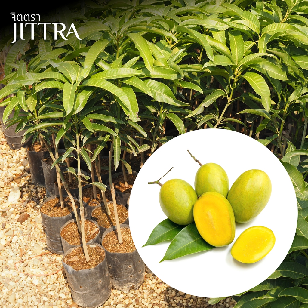 จิตตรา ต้นพันธุ์มะม่วงกะล่อนทอง เสียบยอดสูง 60-80 ซม. โตไว ให้ผลเร็ว พร้อมส่ง เคลมฟรี ต้นเตี้ย ผลดก