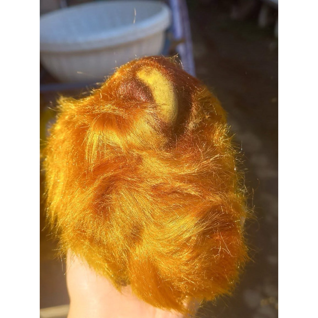 ว่านลูกไก่ทอง ว่านมงคล โชคลาภ การเงิน การงาน ขนมีสีเหลืองทอง คล้ายลูกไก่