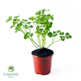 ต้นอิตาเลี่ยนพาร์สลีย์(ใบหยิก) ออร์แกนิค Organic Parsley (Triple Moss) กระถาง 4 นิ้ว และ 6 นิ้ว
