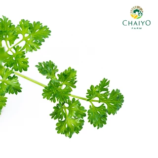 ต้นอิตาเลี่ยนพาร์สลีย์(ใบหยิก) ออร์แกนิค Organic Parsley (Triple Moss) กระถาง 4 นิ้ว และ 6 นิ้ว