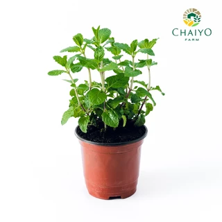ต้นสะระแหน่ ออร์แกนิค Thai Mint (Organic) กระถาง 4 นิ้ว และ 6 นิ้ว