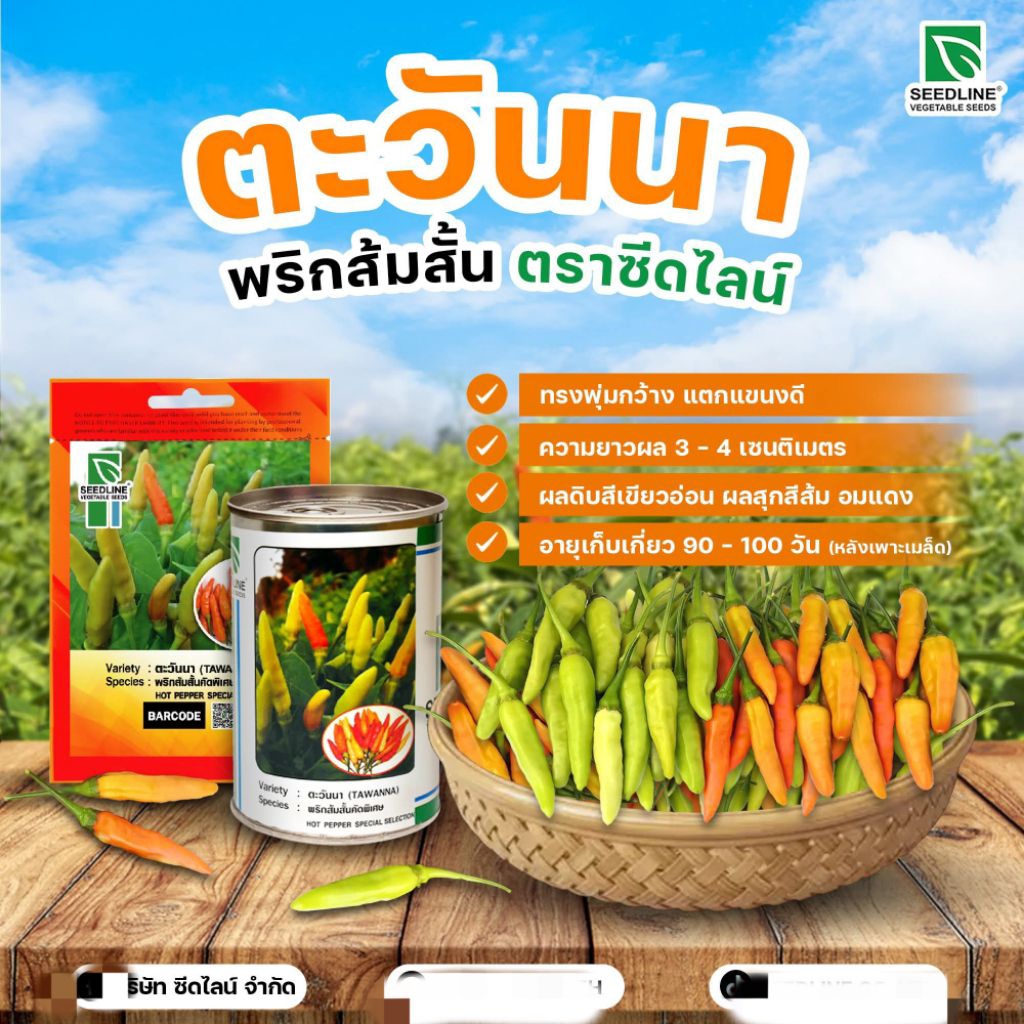 เมล็ดพันธุ์(พริกส้มสั้นตะวันนา20กรัม)พริกกระเหรี่ยงกาญ พริกลาว