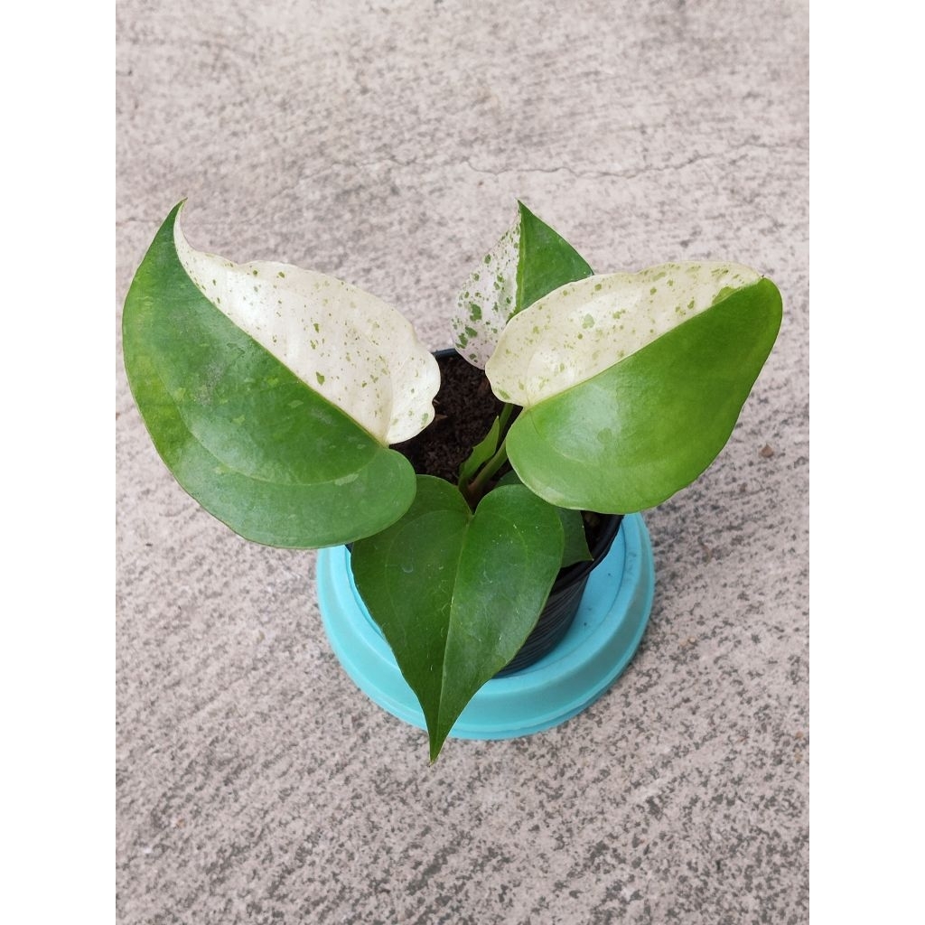 โชคเก้าชั้นด่าง Anthurium Renaissance เมล็ดโชค โชค9ชั้น กระถาง2.5 นิ้ว อัพเดท (21/5/69)