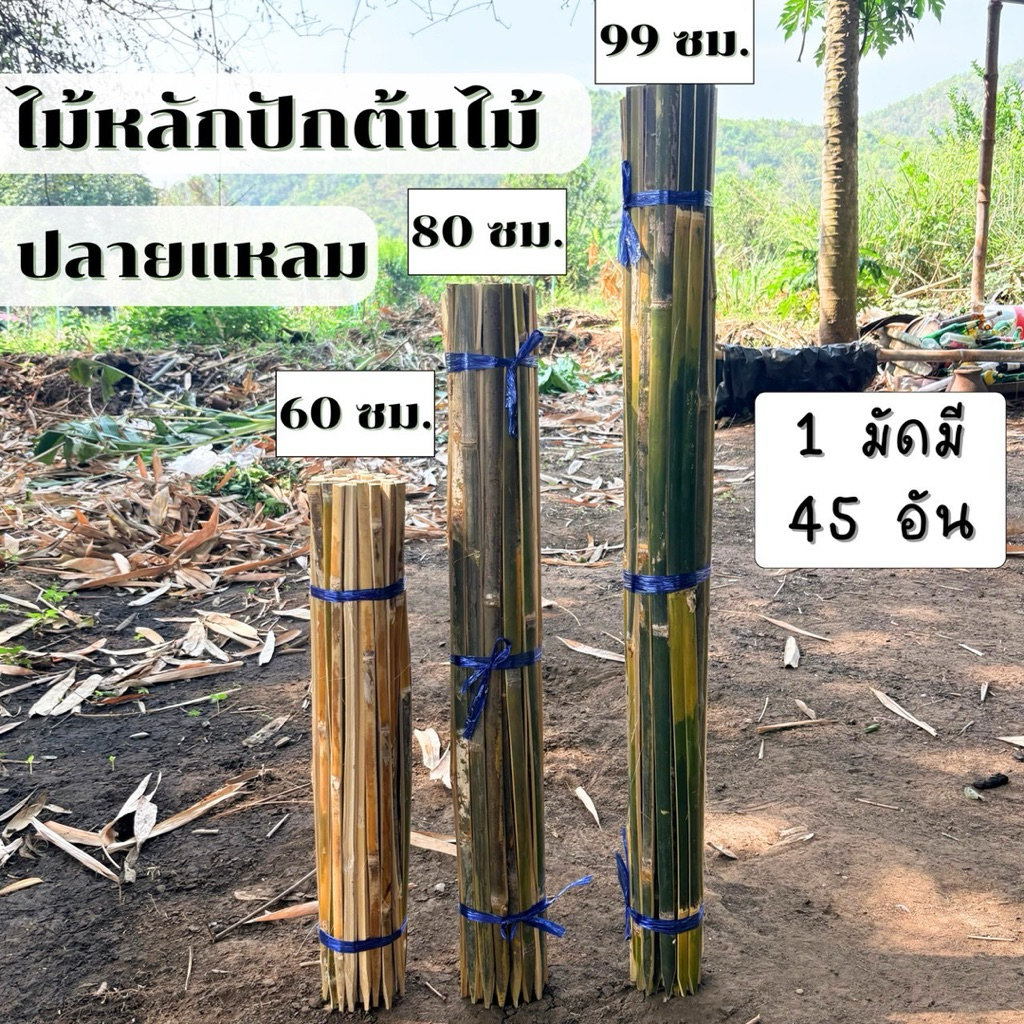 ไม้หลักปักต้นไม้ ยาว 60,80,99 เชนติเมตร 1 มัดมี 45 อัน ปลายแหลม ไม้ยึดต้นไม้ ไม้ไผ่ผ่าซีก สินค้าพร้อมจัดส่ง