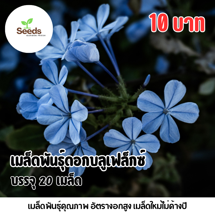 เมล็ดพันธุ์ดอกบลูเฟล็กซ์ บรรจุ 20 เมล็ด