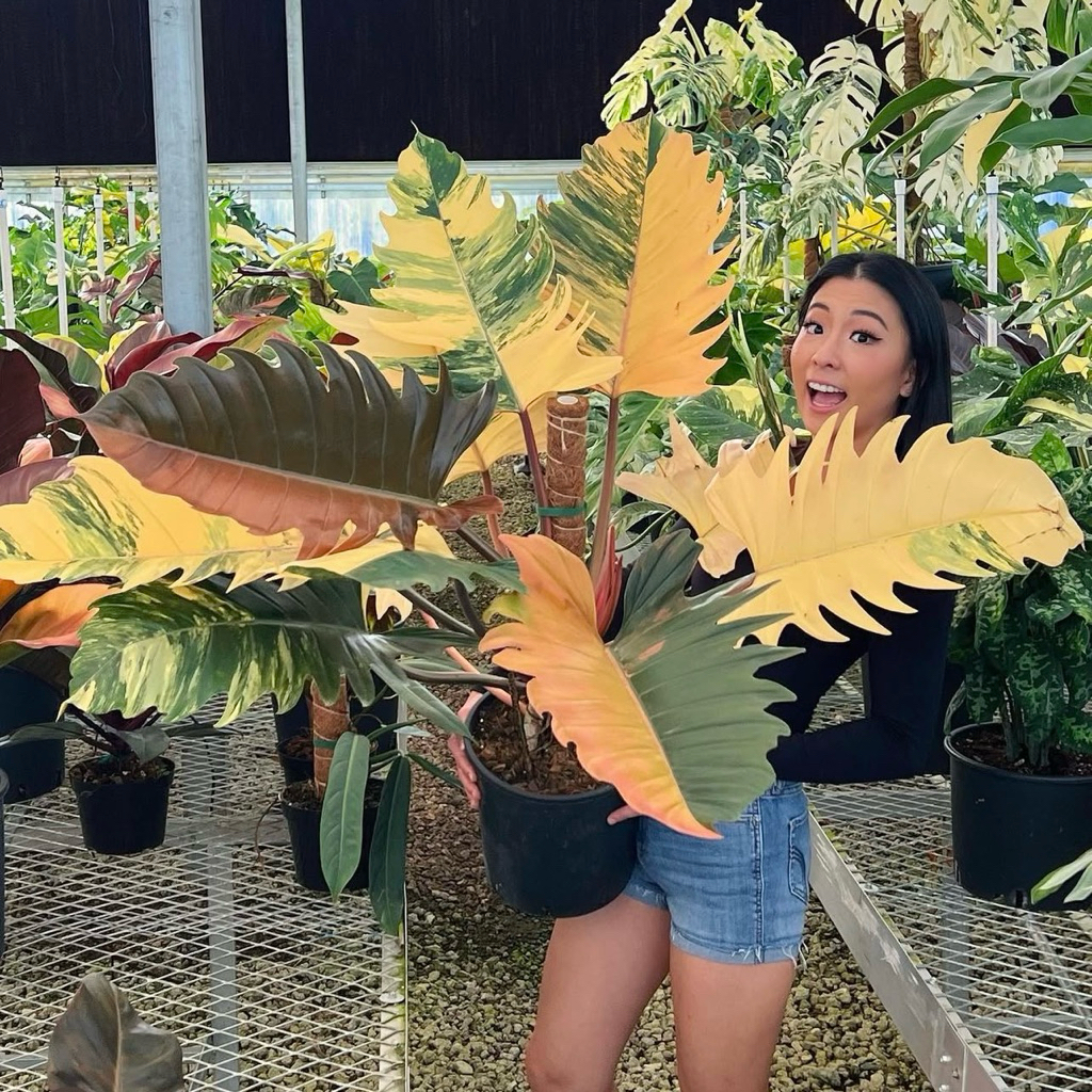 ฟิโลเดนดรอน พิณนาคด่าง Philodendron Caramel Marble Variegated