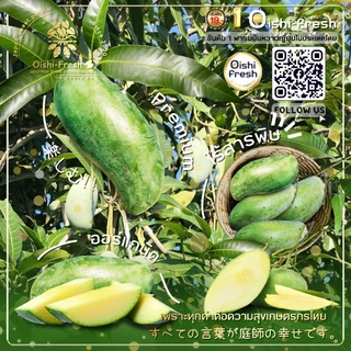 🇹🇭Oishi-fresh🥭มะม่วงเขียวเสวย(L)แก่จัด คัดพิเศษ ปลอดสารพิษ รสชาติกรอบ สด ใหม่ ใยอาหารสูง หวานออร์แกนิค เคลมได้ 1-2 วัน