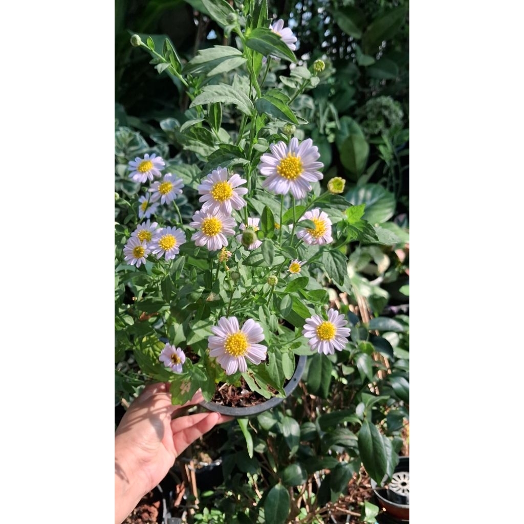 #ต้นต้นเดซี่ (Daisy) #ดอกเดซี่ ดอกสีขาวเกสรเหลือว ตัวแทนความรัก-ความบริสุทธิ์ ดอกจะไล่สีม่วงอ่อนจนตามอายุแสง