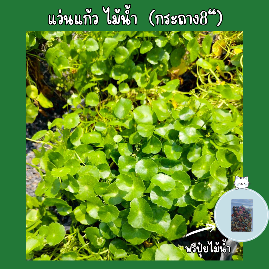 แว่นแก้ว ไม้น้ำ ส่งพร้อมกระถาง8นิ้ว