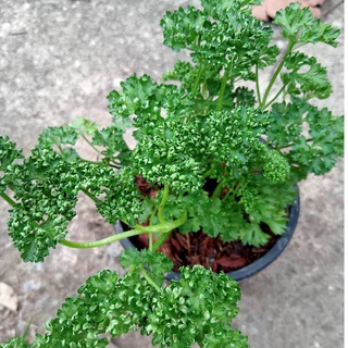 พาสเลย์ใบหยิก พาสลี่ Parsley ต้นกล้าแข็งแรง มีรากพร้อมปลูก ส่งพร้อมกระถาง5นิ้ว รับประกันทุกกรณี