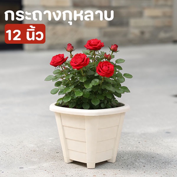 กระถางกุหลาบขนาด 12 นิ้ว เหมาะสำหรับปลูกกุหลาบทุกสายพันธุ์ แข็งแรง ทนทาน ระบายน้ำดี ช่วยให้ต้นเติบโตสวยงาม